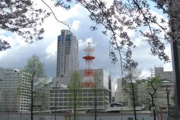 The view with sakura