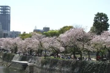 Picnics under sakura