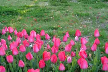 Tulips in sunset rays