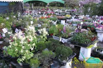 Flower market