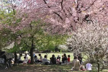 Numerous picnics