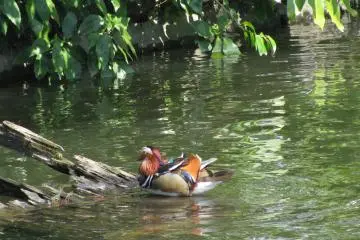 Mandarin duck