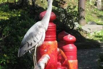 The inhabitant of Kyu-Yasuda Taien