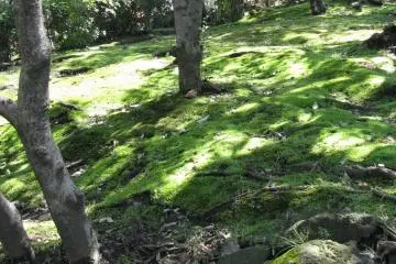 Moss is also traditional for many Japanese gardens