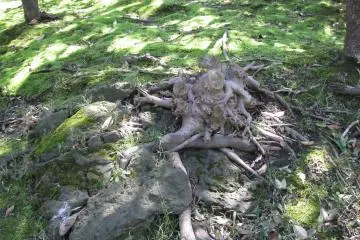 Trees and roots are my favorite objects to photograph