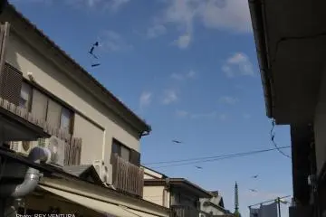 Tombi or black kites hover over the shops (Photo: Rey Ventura)
