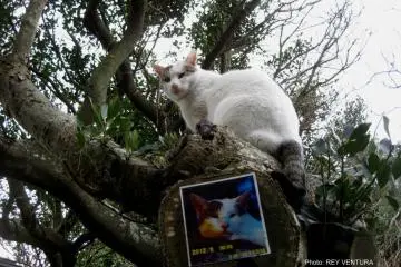 Cat talks to the photographer (Photo: Rey Ventura)