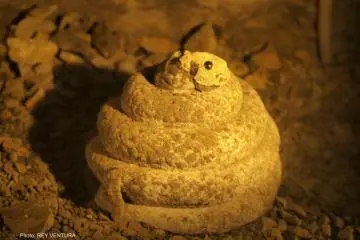 A stone serpent