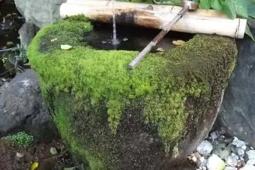 This moss must be centuries old