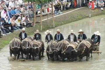 Seiyo