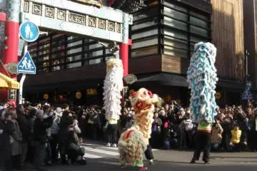 Lions roaming the town