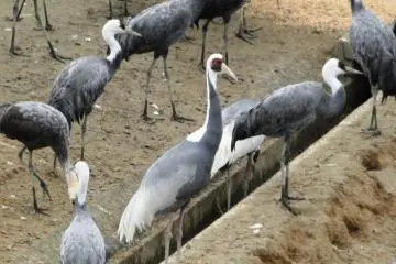 <p>นกกระเรียนคอขาว (white-naped crane) ที่งดงาม</p>