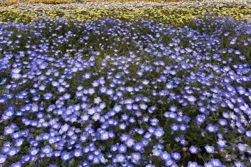 There is also a flower park on the premises. Seasonal varieties can be enjoyed throughout the year