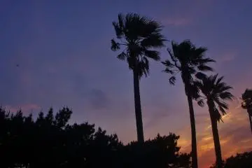 Evening time boasts beautiful skies with the palm trees. It feels like the Caribbean.