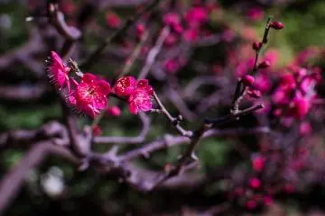 Ume Blossoms at Hamarikyu Garden
