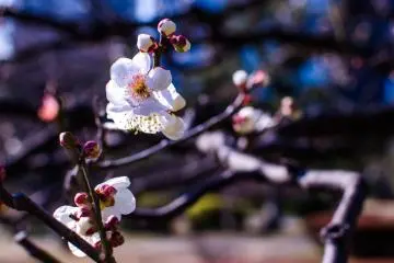 The white blossoms seemed to be more plentiful during my visit