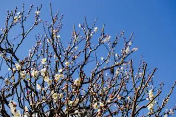 The colors of the blossoms provide a great contrast with a deep blue sky