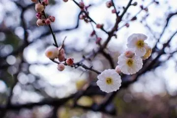 More white blossoms toward the back of the garden