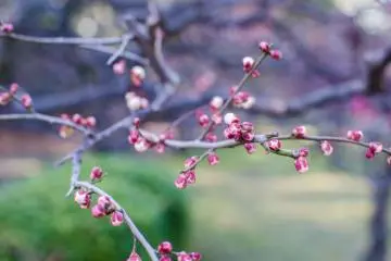 The grove of plum blossoms seemed to be lagging behind a bit, as that area doesn't get as much direct sunlight