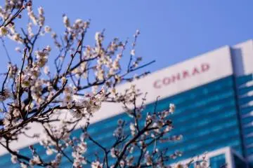 Another view of the blossoms with a backdrop of a large building