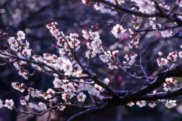 These blossoming trees can become a sea of flowers to the eyes, though they are distinct from the Cherry Blossoms which are soon to come