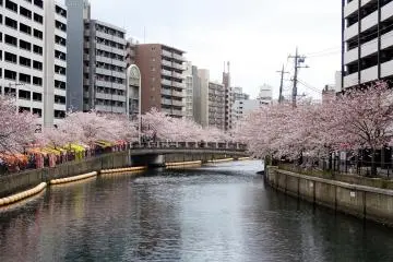 ดอกซากุระสุดสวยริมฝั่งแม่น้ำโอโอะคะกะวะ (Ookagawa) 