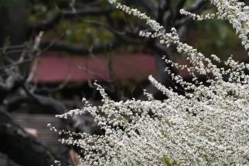 ขาวสวย