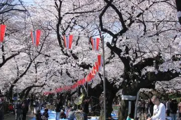 Hanami is better to enjoy all together