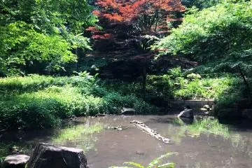 Pond that is home to several turtles and koi fish