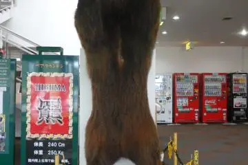 หุ่นหมีที่ทางเข้า