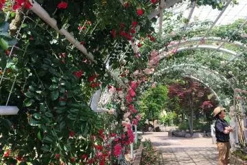 Flower tunnel