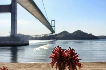<p>Le soleil cogne m&ecirc;me en hiver, et les fleurs sont toujours aussi belles</p>