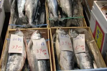 Fish for sale.
