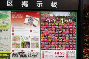 โปสเตอร์เทศกาลดอกอะเซลเลีย