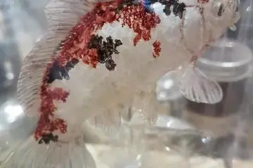 ปลาคารฟ์สีสวย