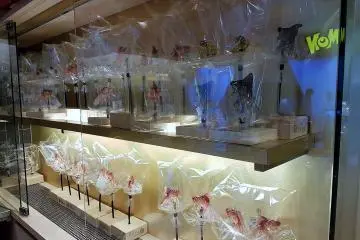 คุณสามารถหาซื้ออะเมะไซกุได้ที่ร้านอะเมะชิน (Ameshin) บนชั้นสี่ TOKYO SKYTREE TOWN Solamachi