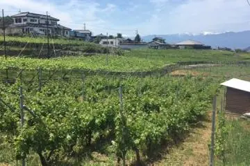 Vineyards behind the winery