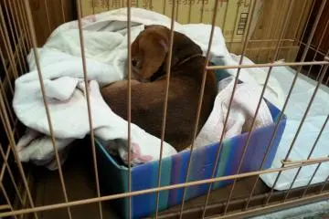 The resident dog
