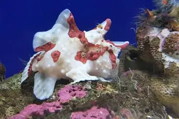 ตัวนี้ดูคล้ายปะการัง