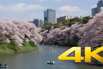 도쿄 고쿄 주변 벚꽃