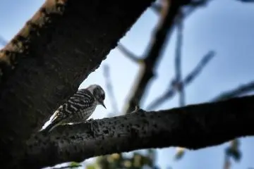 ... and this little lesser woodpecker
