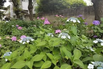 ดอกอะจิไซ (Ajisai) หรือ ดอกไฮเดรนเยียที่ศาลเจ้าฮะคุซาน (Hakusan)