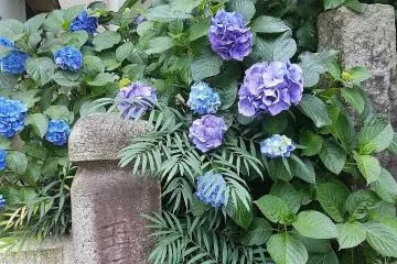ดอกอะจิไซ (Ajisai) หรือ ดอกไฮเดรนเยียที่ศาลเจ้าฮะคุซาน (Hakusan)