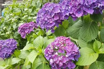 สีนี้ก็สวยงดงามเช่นกัน