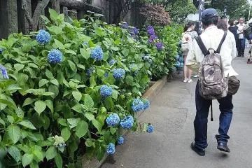 เส้นทางไฮเดรนเยีย