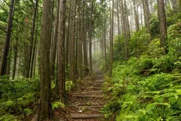 La route de Nakahechi conduisant au Kumano Hongû Taisha vous mènera à travers une forêt atmosphérique, souvent enveloppée dans la brume.