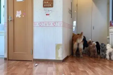Area hewan dan anak-anak anjing di dalamnya