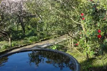 Water basin and flowers