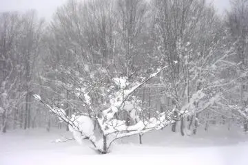 You just see trees in white but the guide will explain what the different trees are