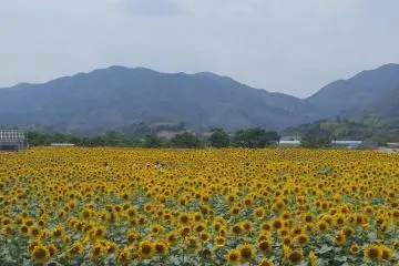 Fields stretch out to the mountains